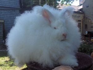 Another giant angora rabbit, not related to the Nazi breed