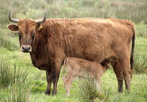 800px-XN_Heck_Cattle_0033